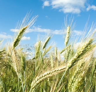 sicurezza in agricoltura