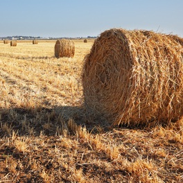 lavoro stagionale agricoltura