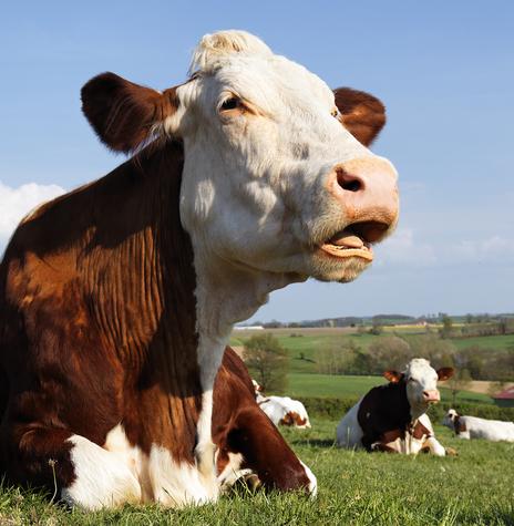 sicurezza allevamento e agricoltura