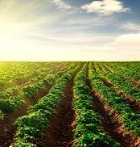 Agricoltura