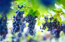 sicurezza-alimentare-vendemmia-vino