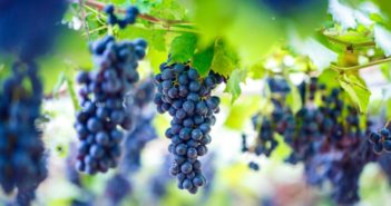 sicurezza-alimentare-vendemmia-vino