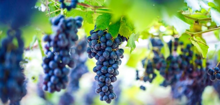 sicurezza-alimentare-vendemmia-vino