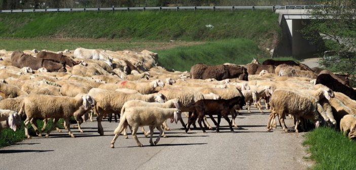 normativa-prevenzione-zootecnica-sicurezza-lavoro